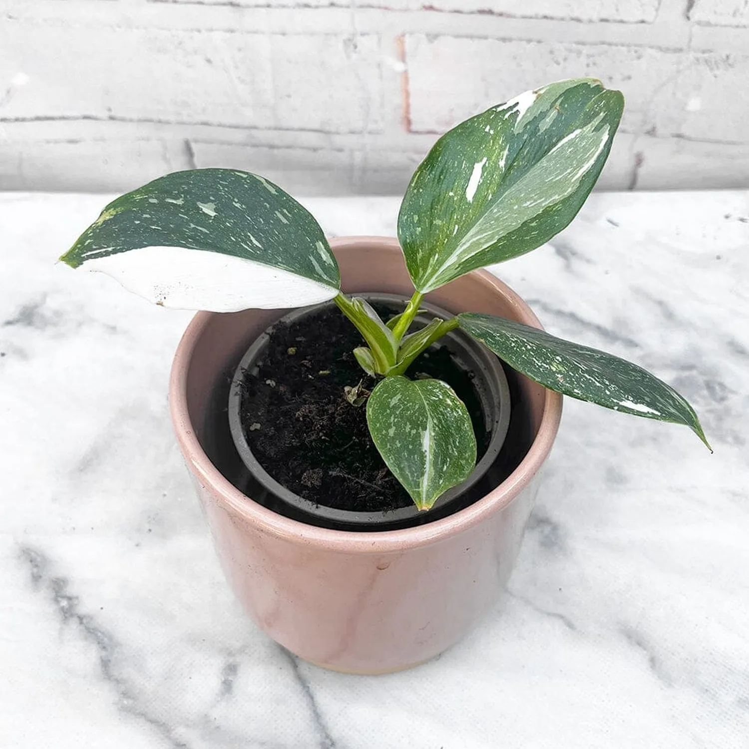 10- 15cm Philodendron White Wizard 9cm Pot