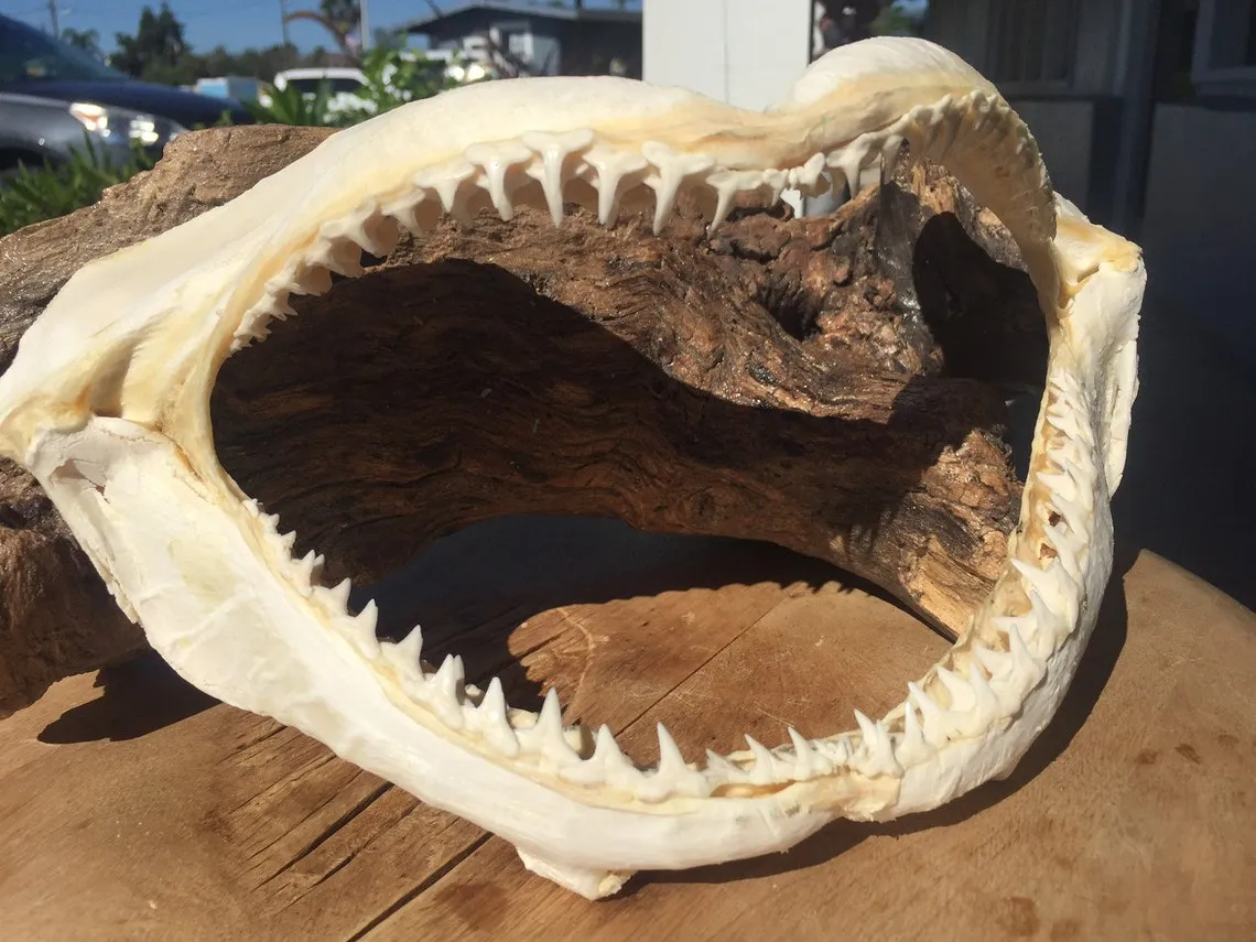 Shark Jaws